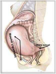 A diagram showing a pregnant woman’s internal anatomy.